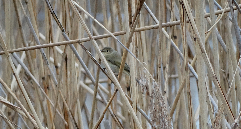 Pierwiosnek, pierwiosnek zwyczajny (Phylloscopus collybita)