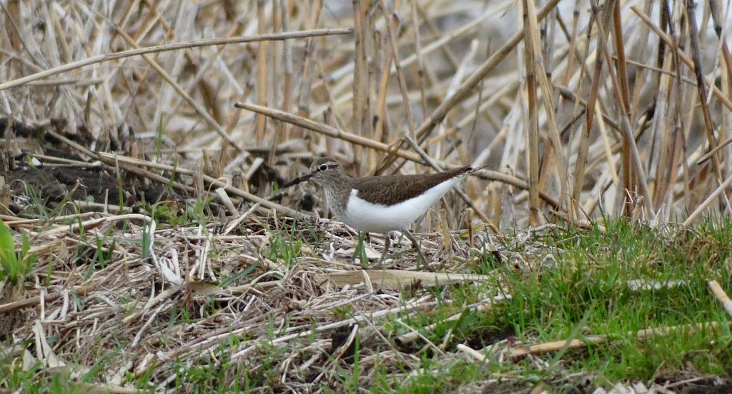 Brodziec piskliwy, brodziec krzykliwy, kuliczek piskliwy, piskliwiec (Actitis hypoleucos)