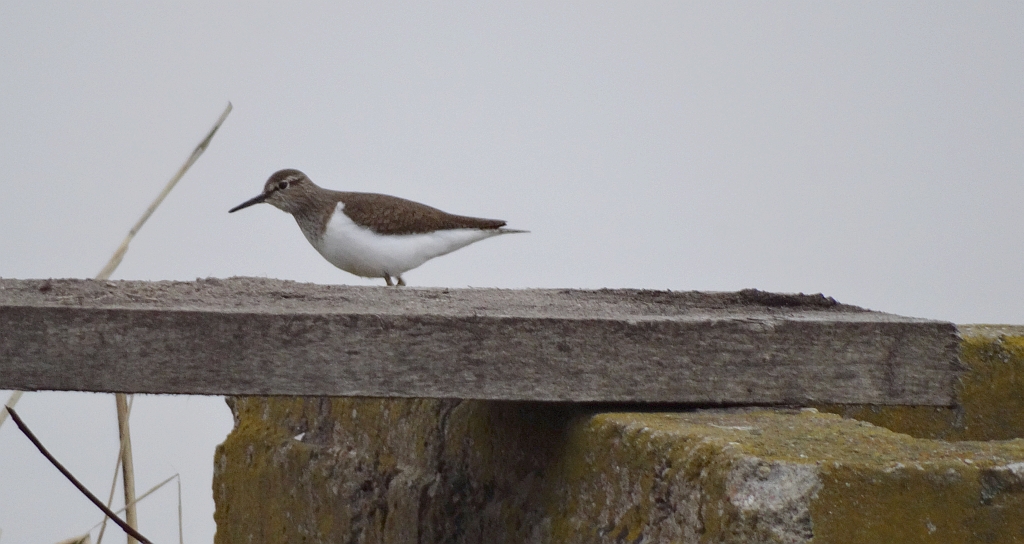 Brodziec piskliwy, brodziec krzykliwy, kuliczek piskliwy, piskliwiec (Actitis hypoleucos)