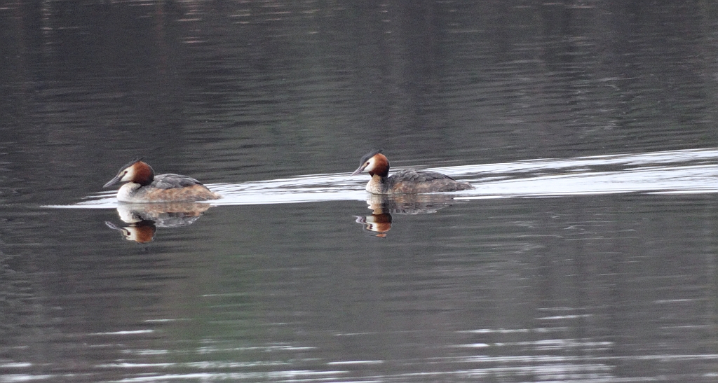 Perkoz dwuczuby (Podiceps cristatus)