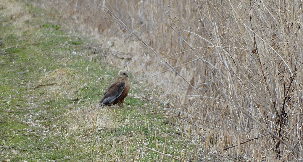 Błotniak stawowy (Circus aeruginosus)