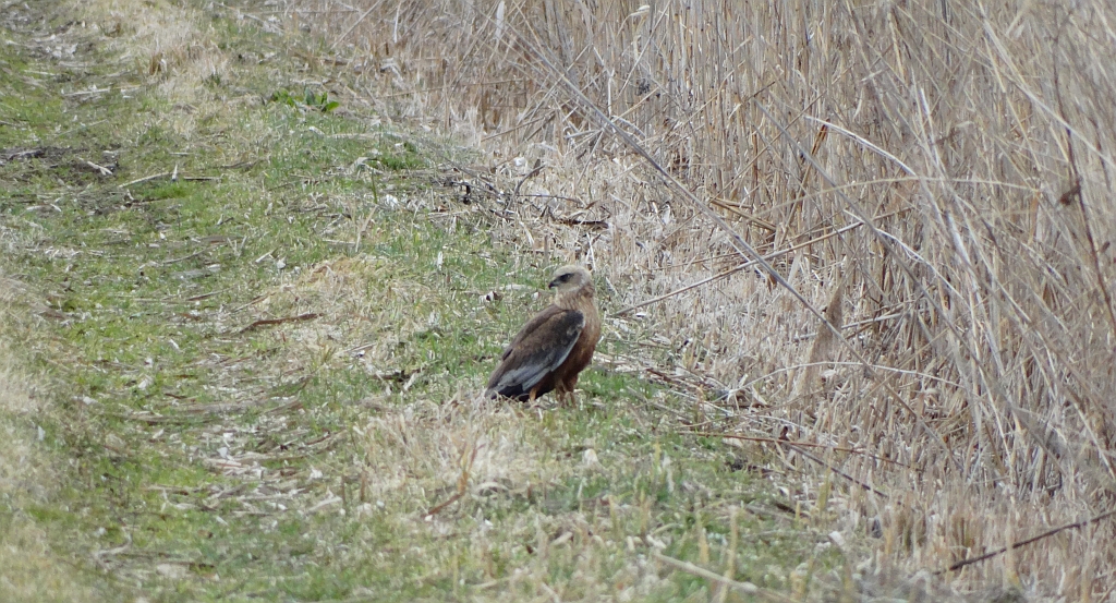 Błotniak stawowy (Circus aeruginosus)