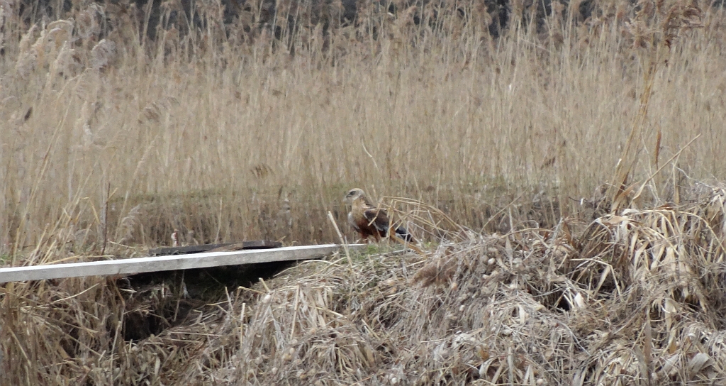 Błotniak stawowy (Circus aeruginosus)