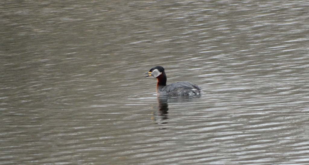 Perkoz rdzawoszyi (Podiceps grisegena)
