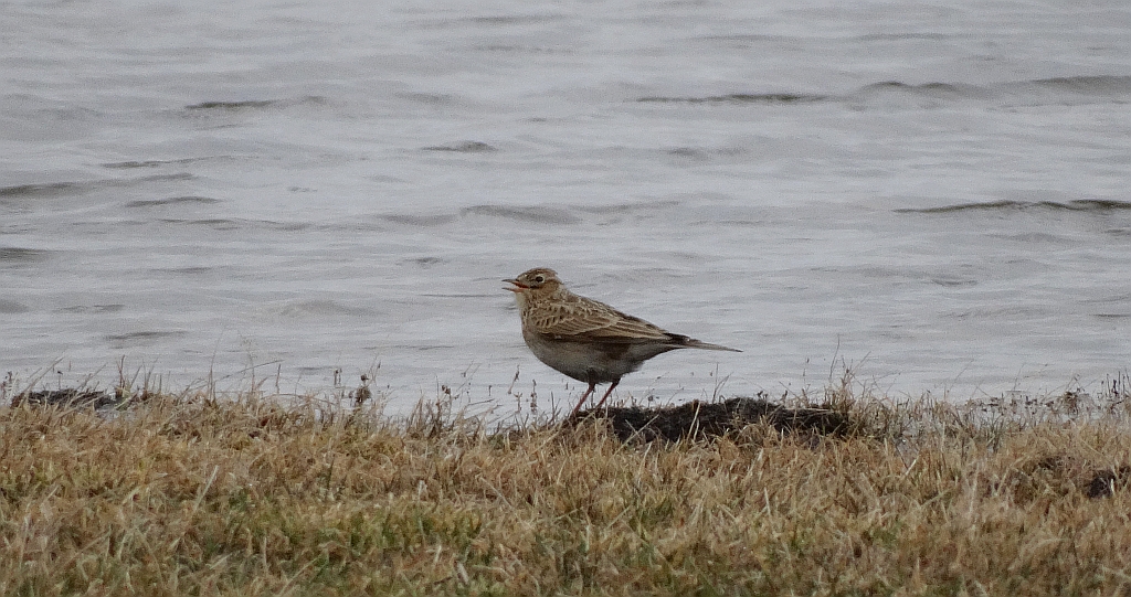Skowronek zwyczajny, skowronek polny, skowronek, rolak (Alauda arvensis)