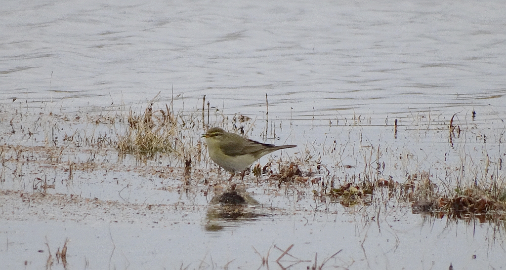 Piecuszek (Phylloscopus trochilus)
