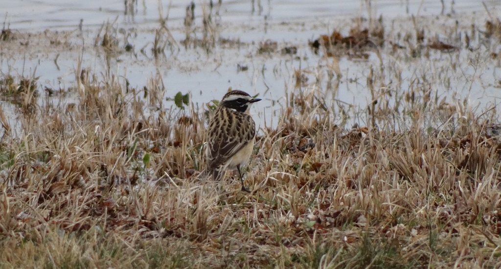 Pokląskwa (Saxicola rubetra)
