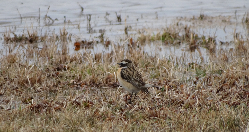 Pokląskwa (Saxicola rubetra)