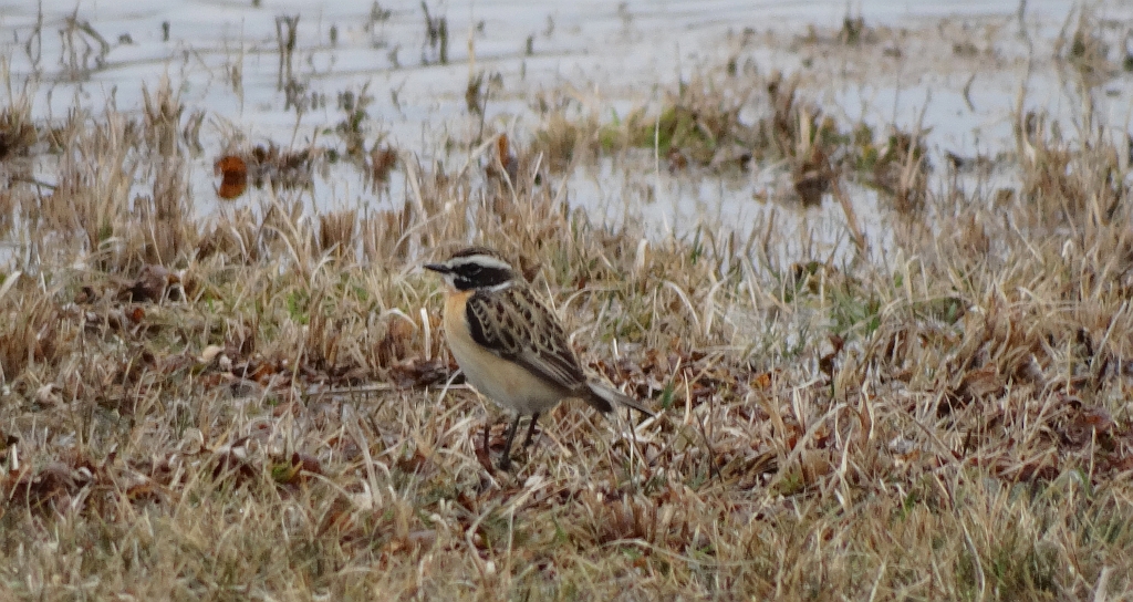 Pokląskwa (Saxicola rubetra)