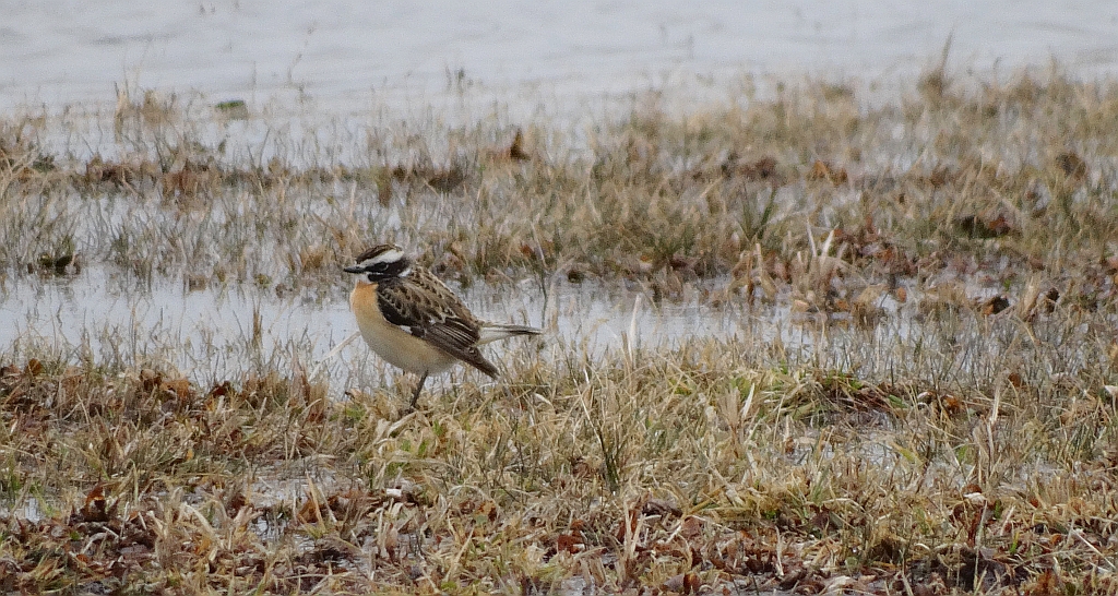 Pokląskwa (Saxicola rubetra)