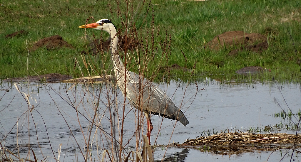 Czapla siwa (Ardea cinerea)