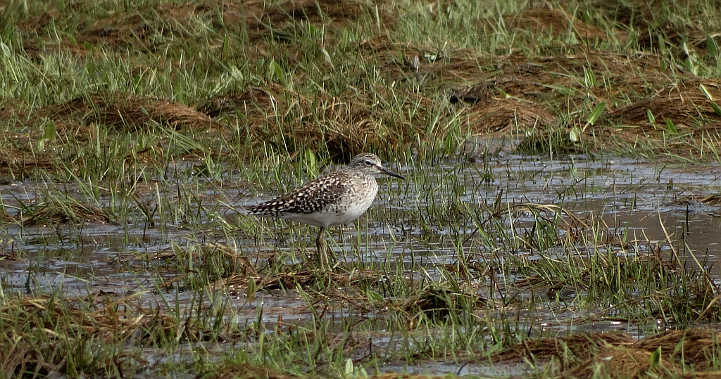 Łęczak, brodziec leśny, trawnik (Tringa glareola)
