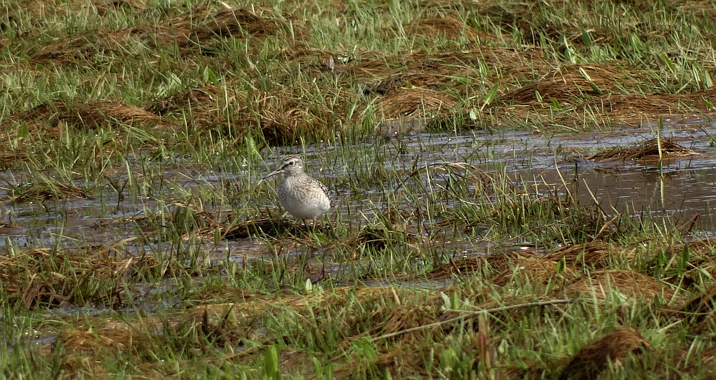 Łęczak, brodziec leśny, trawnik (Tringa glareola)