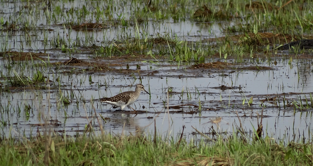 Łęczak, brodziec leśny, trawnik (Tringa glareola)