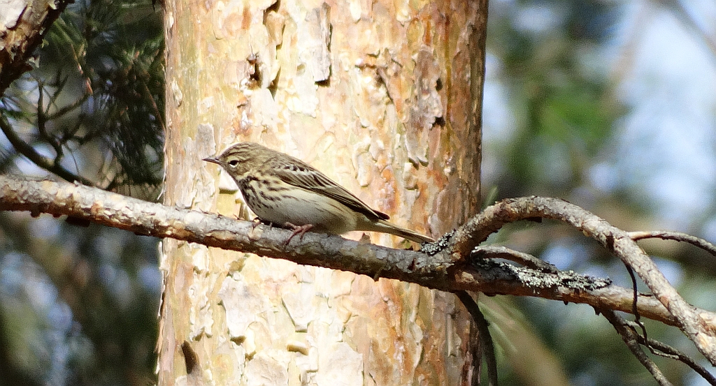 Świergotek drzewny (Anthus trivialis)