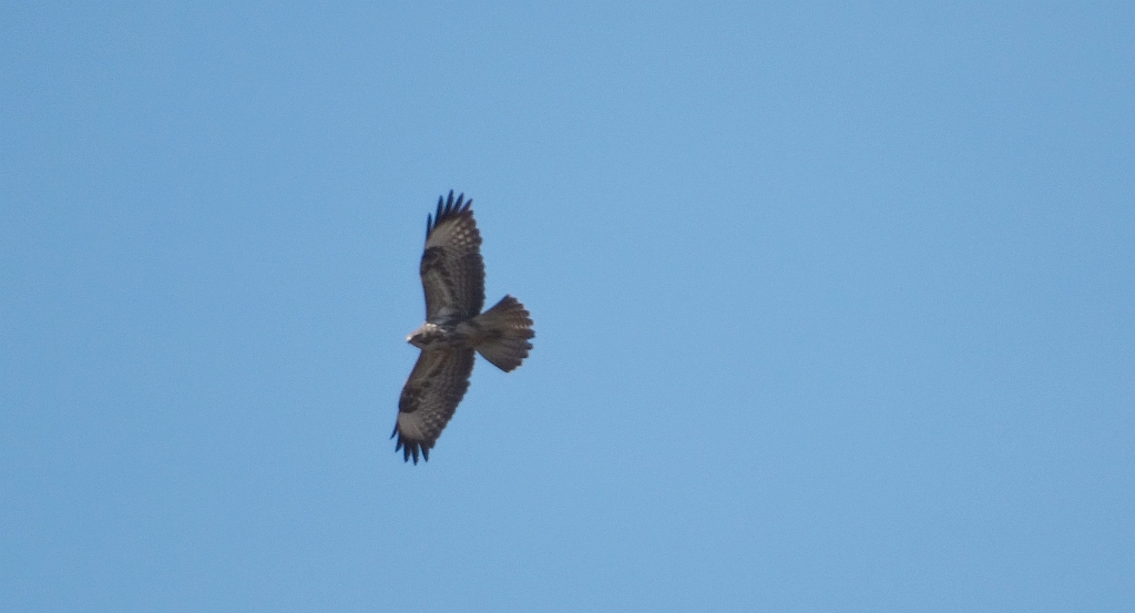 Myszołów zwyczajny (Buteo buteo)