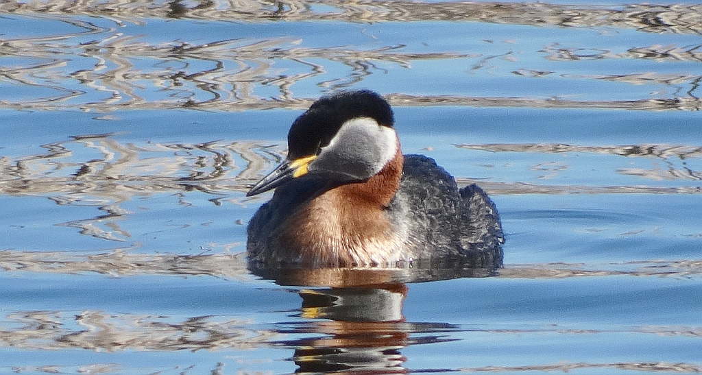 Perkoz rdzawoszyi (Podiceps grisegena)