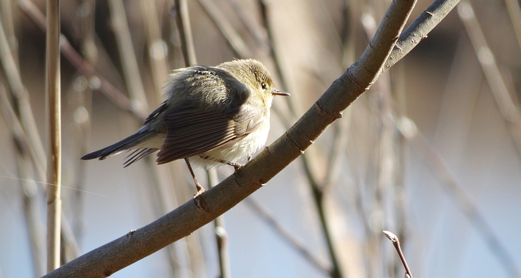 Łozówka (Acrocephalus palustris)
