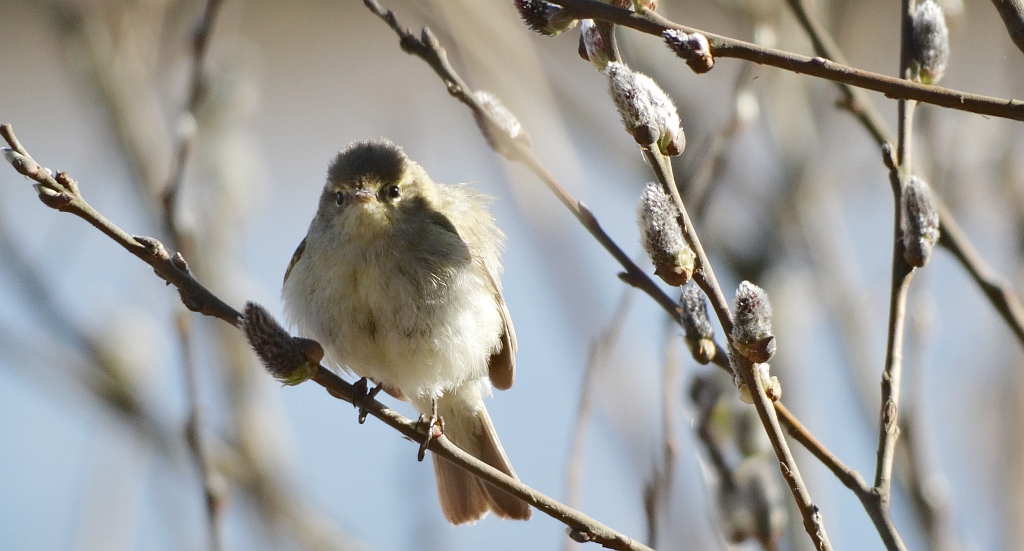 Łozówka (Acrocephalus palustris)