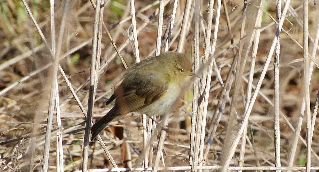 Łozówka (Acrocephalus palustris)