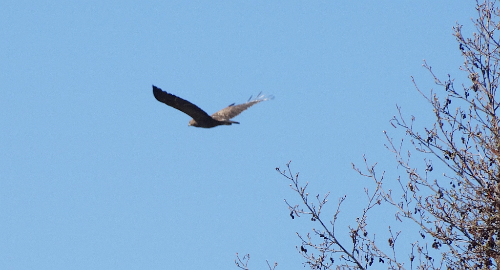 Orlik grubodzioby (Clanga clanga)