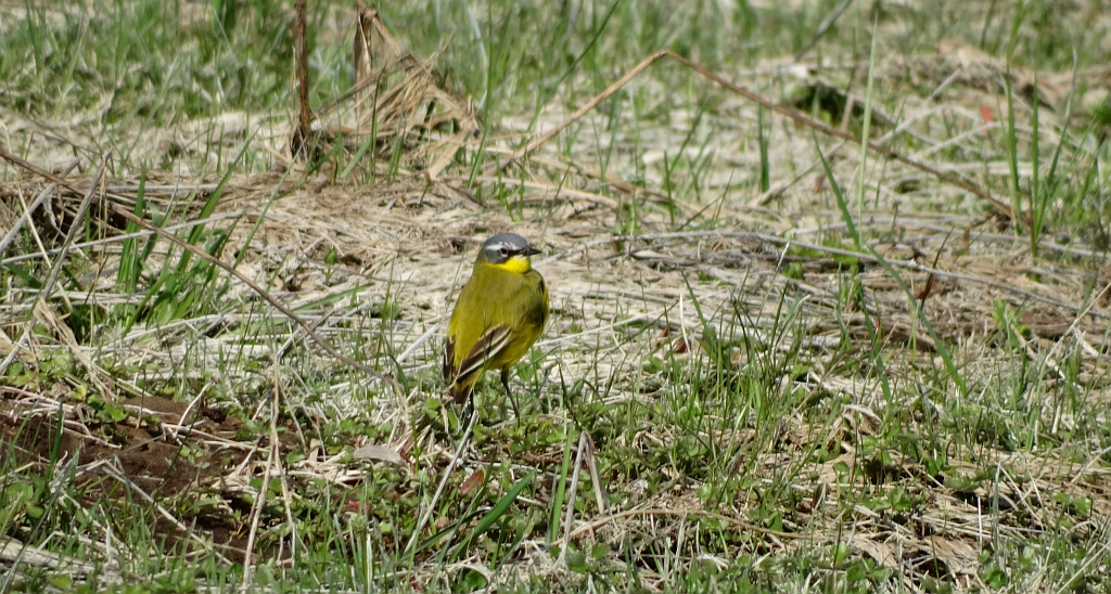 Pliszka żółta, wolarka (Motacilla flava)