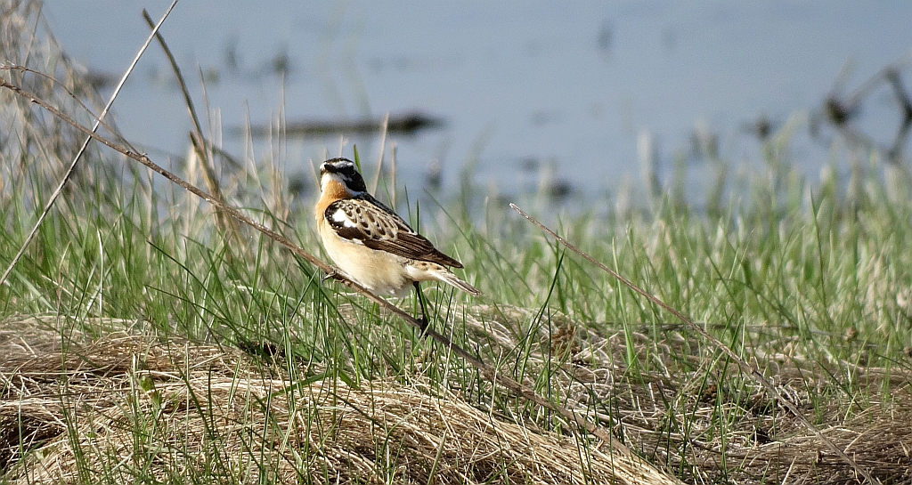 Pokląskwa (Saxicola rubetra)