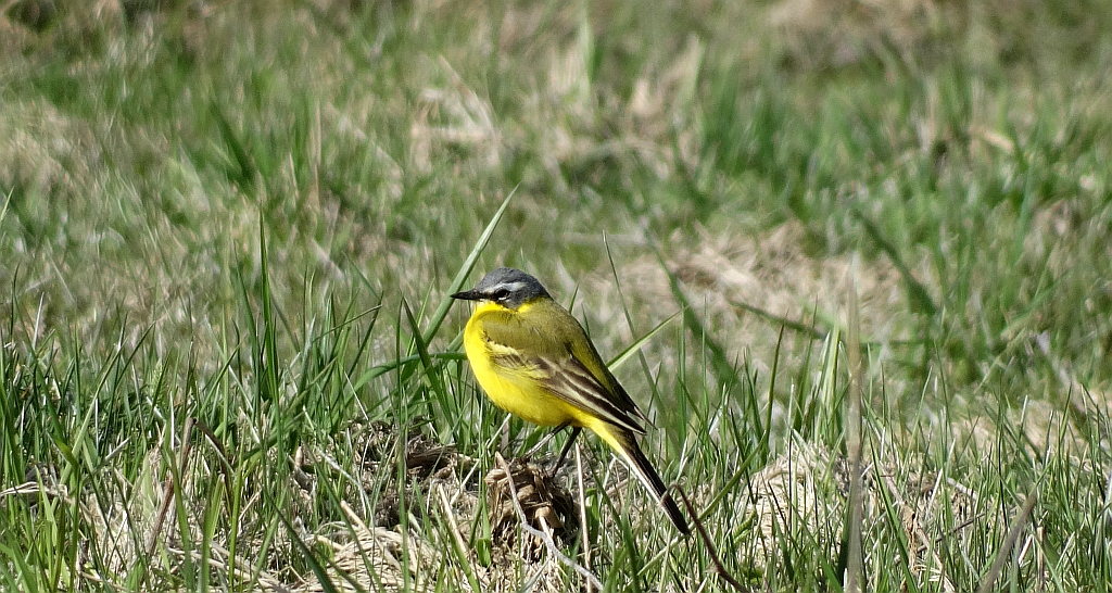 Pliszka żółta, wolarka (Motacilla flava)