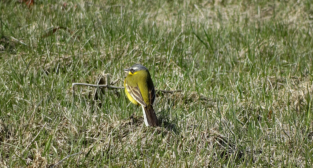 Pliszka żółta, wolarka (Motacilla flava)