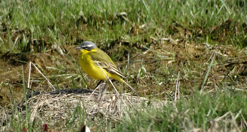 Pliszka żółta, wolarka (Motacilla flava)