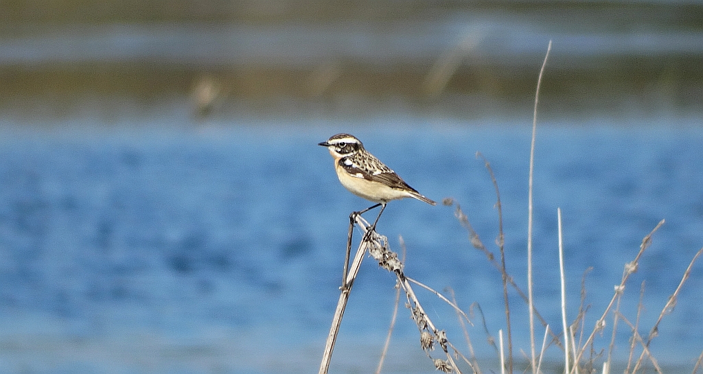 Pokląskwa (Saxicola rubetra)