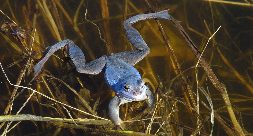 Żaba moczarowa (Rana arvalis)