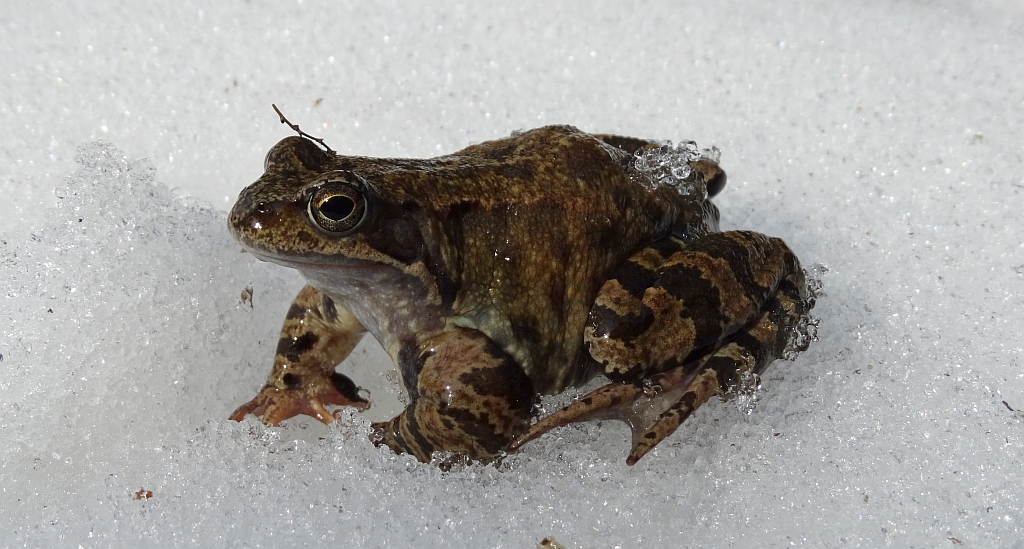 Żaba trawna (Rana temporaria)