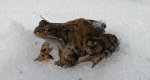 Żaba trawna (Rana temporaria)