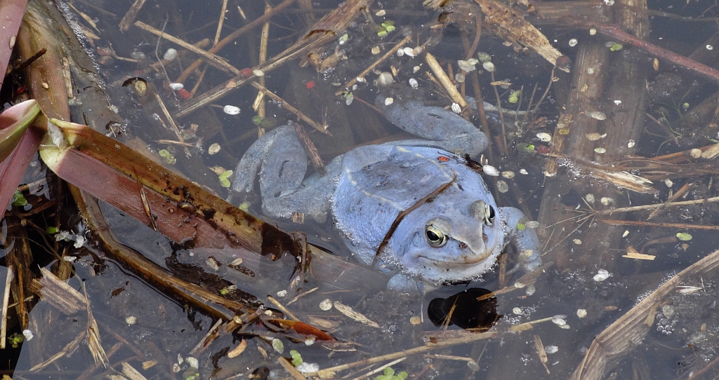 Żaba moczarowa (Rana arvalis)