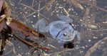 Żaba moczarowa (Rana arvalis)