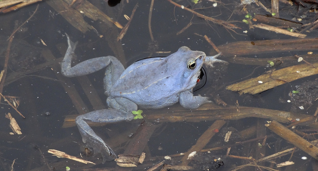 Żaba moczarowa (Rana arvalis)