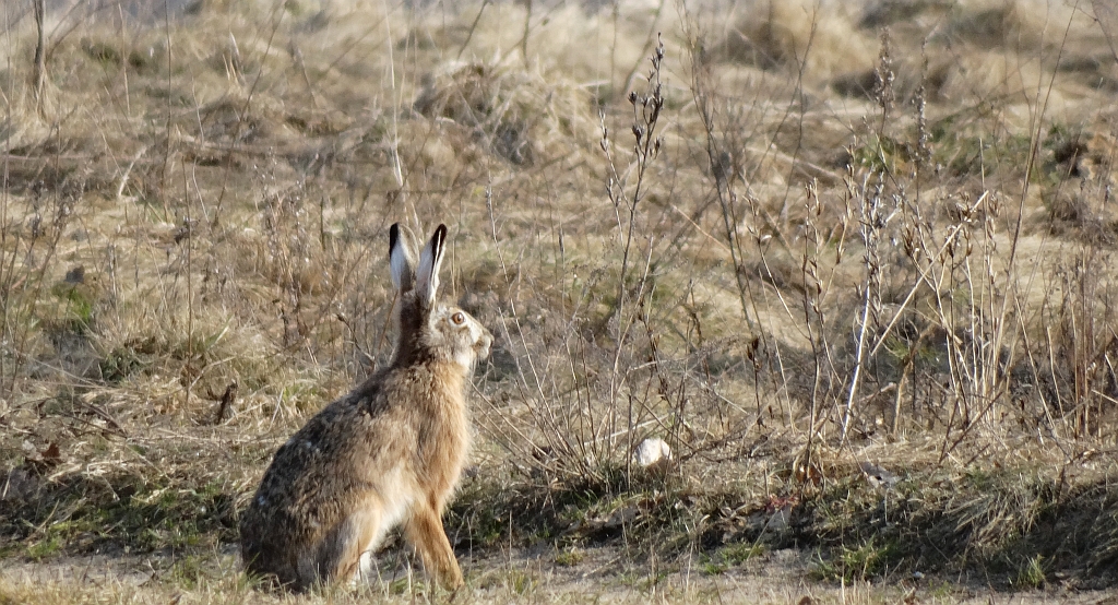 Zając szarak (Lepus europaeus)