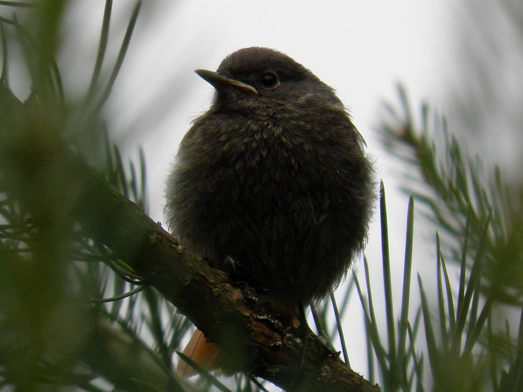 Kopciuszek zwyczajny, kopciuszek (Phoenicurus ochruros)