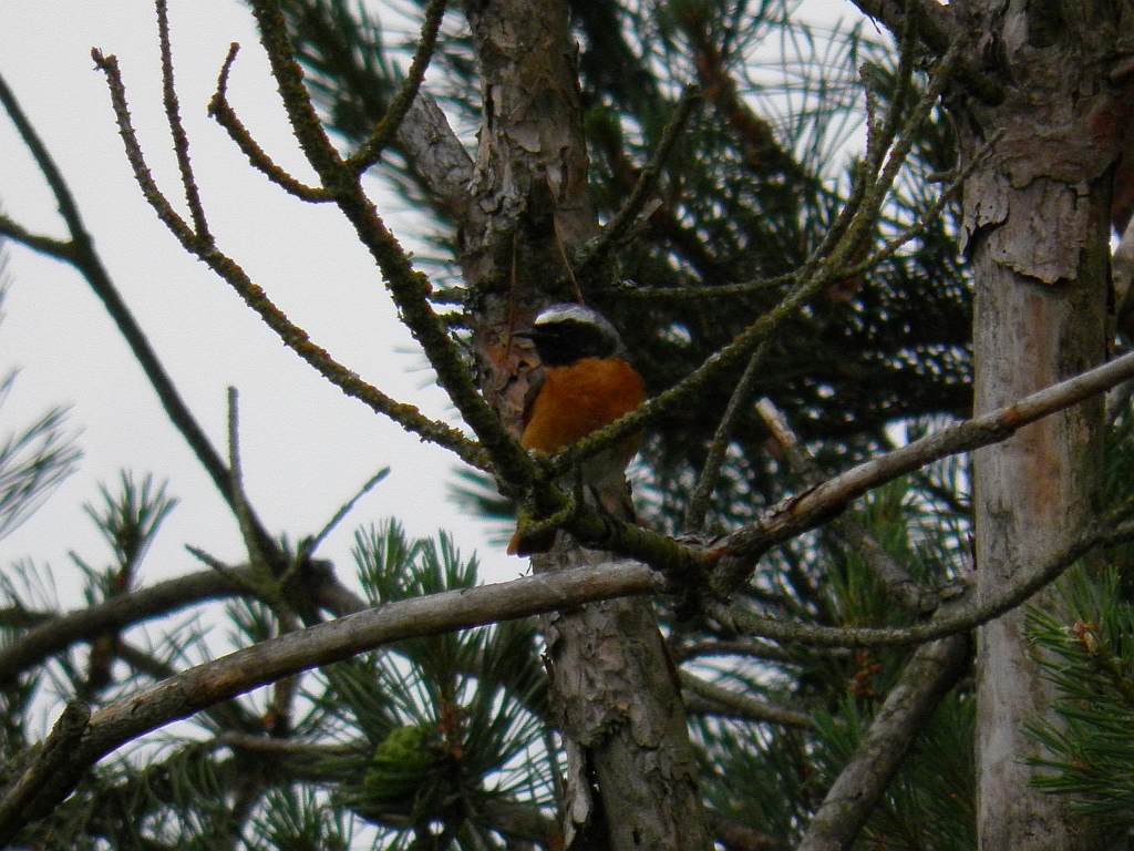 Pleszka (Phoenicurus phoenicurus)