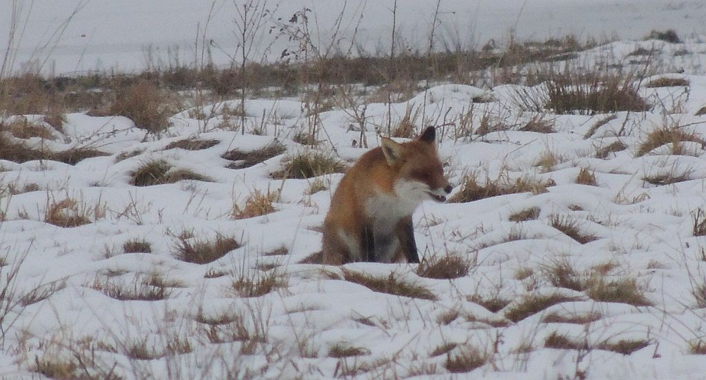 Lis, lis pospolity, lis rudy (Vulpes vulpes)