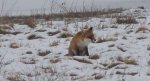 Lis, lis pospolity, lis rudy (Vulpes vulpes)