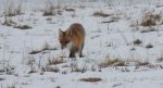 Lis, lis pospolity, lis rudy (Vulpes vulpes)