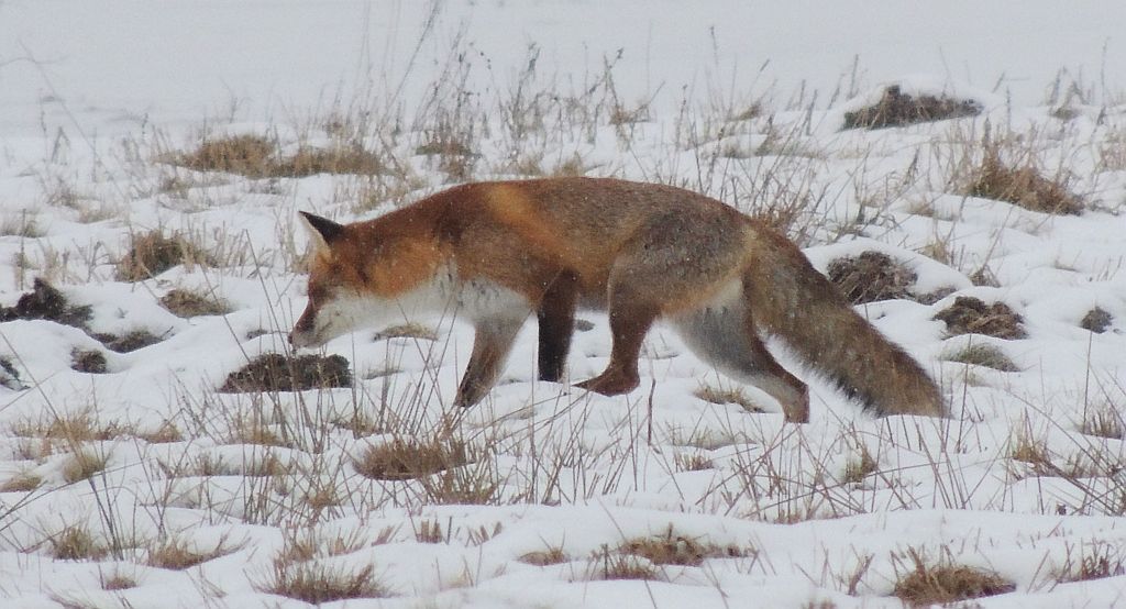 Lis, lis pospolity, lis rudy (Vulpes vulpes)
