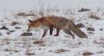 Lis, lis pospolity, lis rudy (Vulpes vulpes)