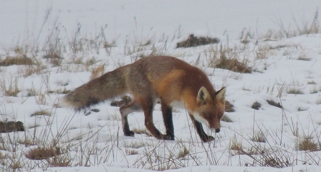 Lis, lis pospolity, lis rudy (Vulpes vulpes)