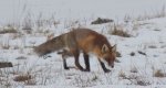 Lis, lis pospolity, lis rudy (Vulpes vulpes)