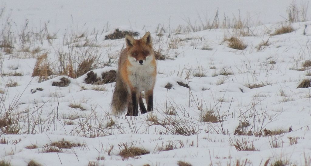 Lis, lis pospolity, lis rudy (Vulpes vulpes)