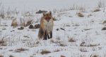 Lis, lis pospolity, lis rudy (Vulpes vulpes)