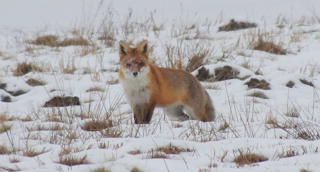 Lis, lis pospolity, lis rudy (Vulpes vulpes)